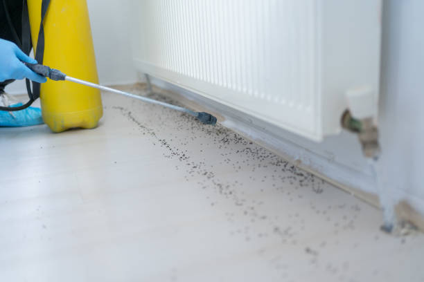 Wasp Removal Services in Martin, SD